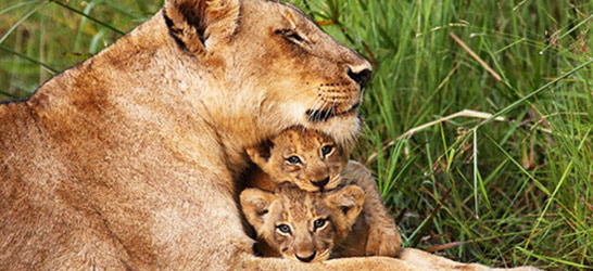 Kruger National Park